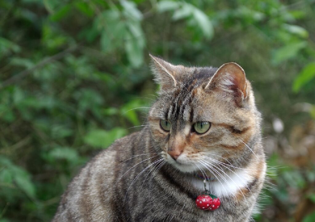 micio felino salute