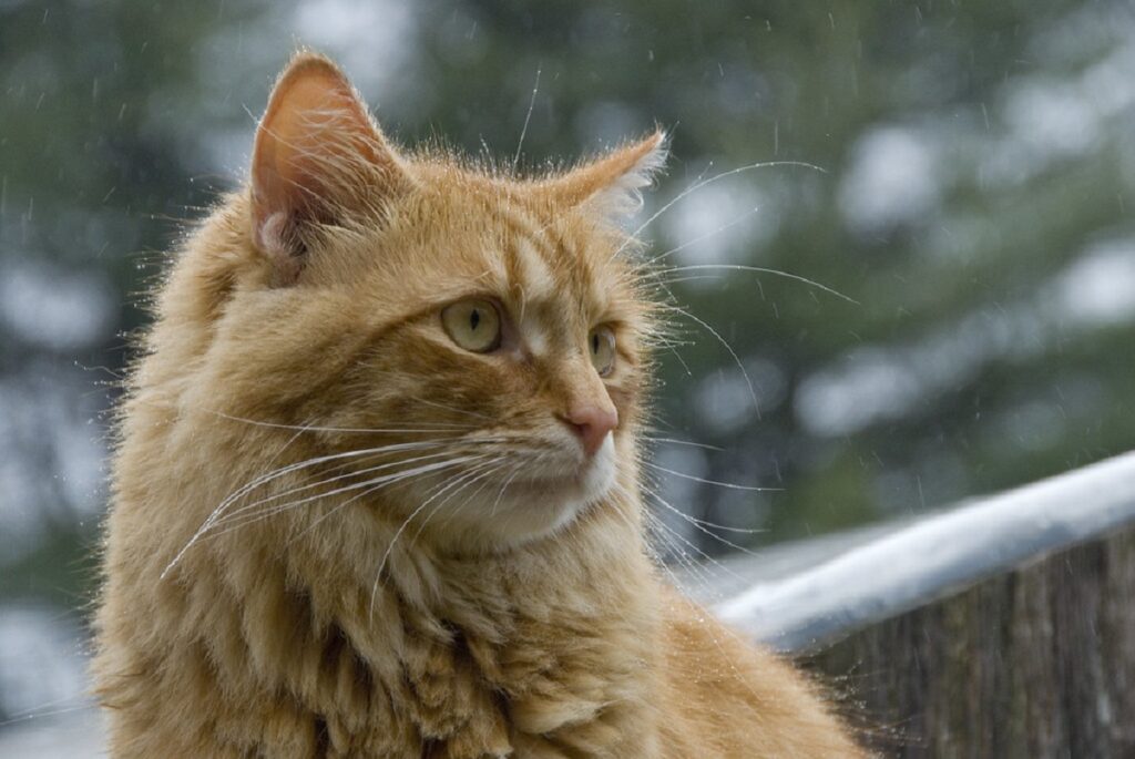 gatto arancione splendido