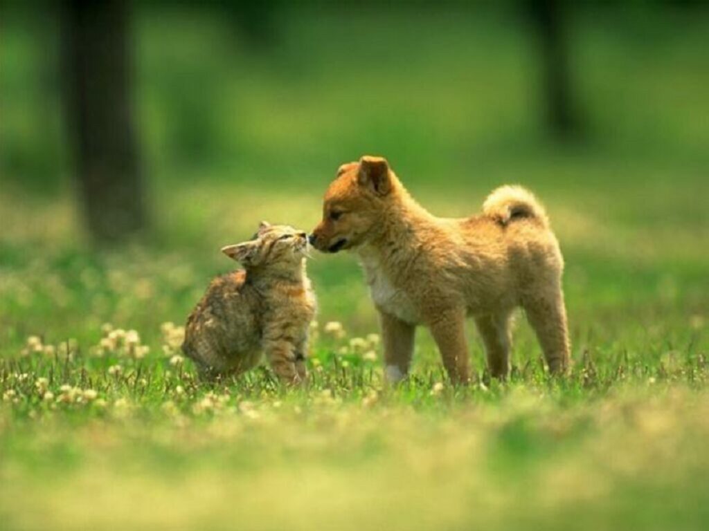 gatto piccolo cane