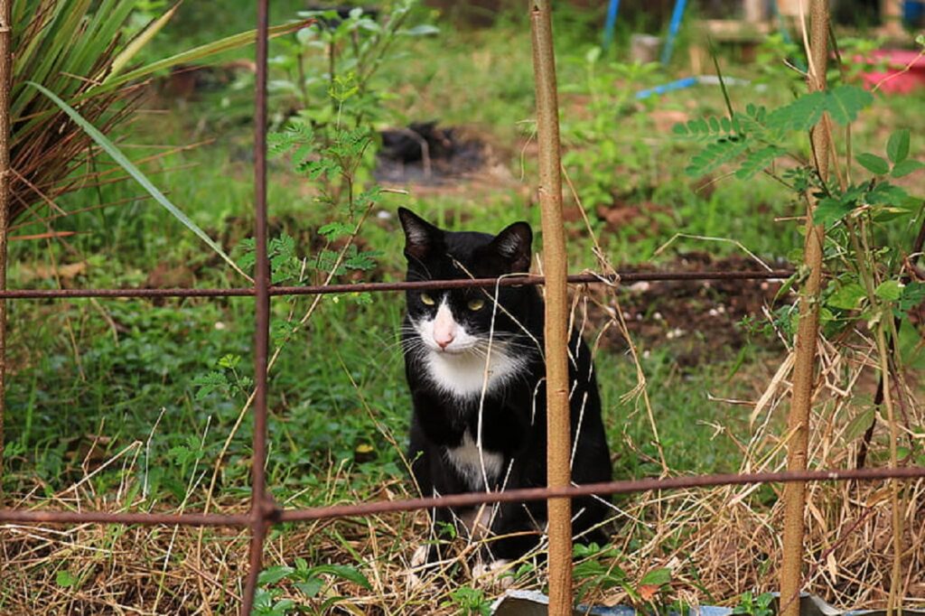 gatto osserva prato