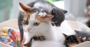 6 foto di gatte che hanno avuto (forse) ripensamenti sulla maternità