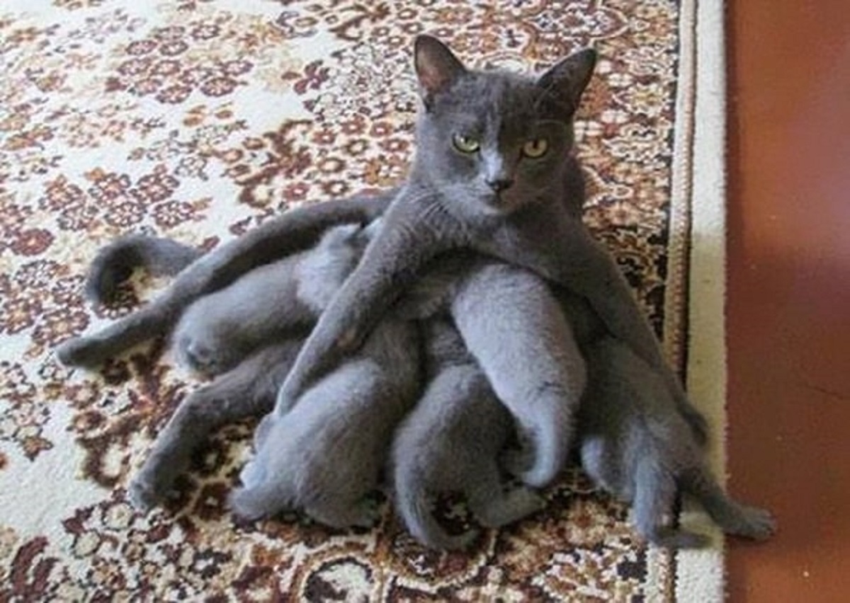 6 foto di gatte-maternità stress