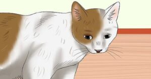 7 modi per capire se il tuo gatto sta provando dolore