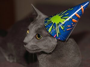 7 modi per festeggiare il compleanno del tuo gatto