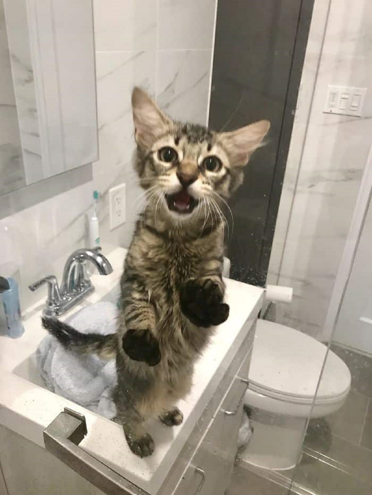 8 foto di gatti-gatto in doccia
