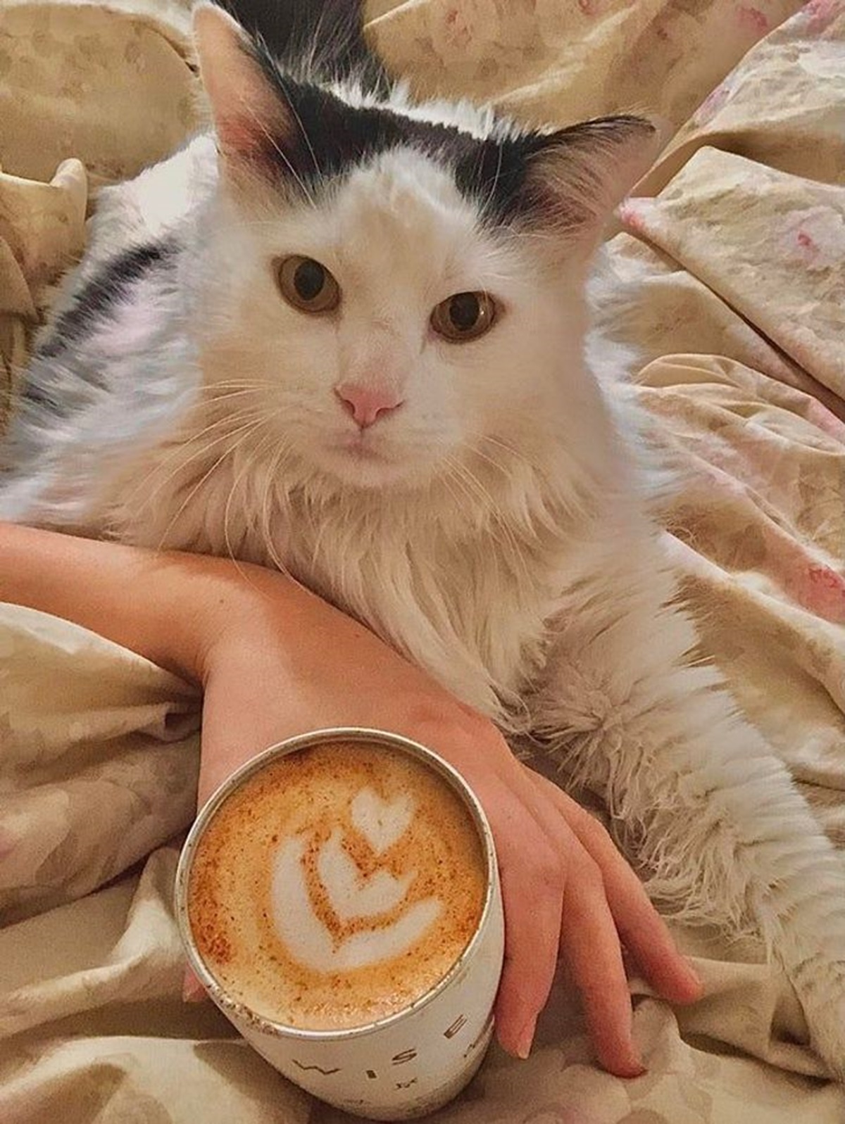 gatto che porta un cappuccino