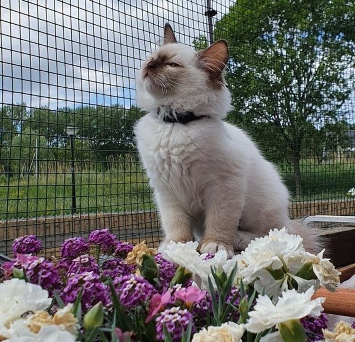 gatto che sta sui fiori