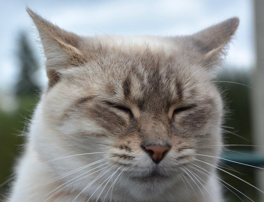 tenero gatto foto