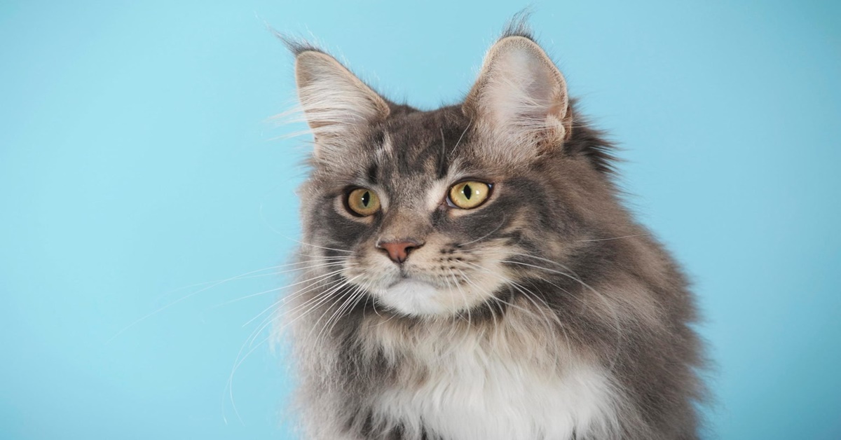 Maine coon