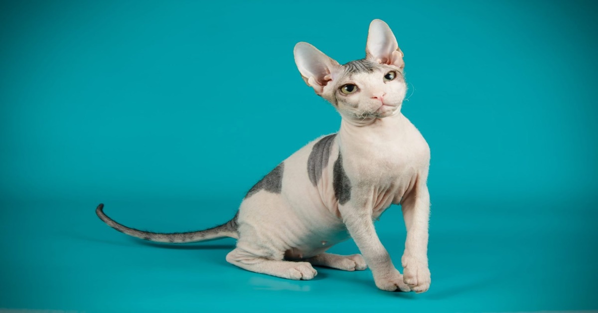 Sphynx