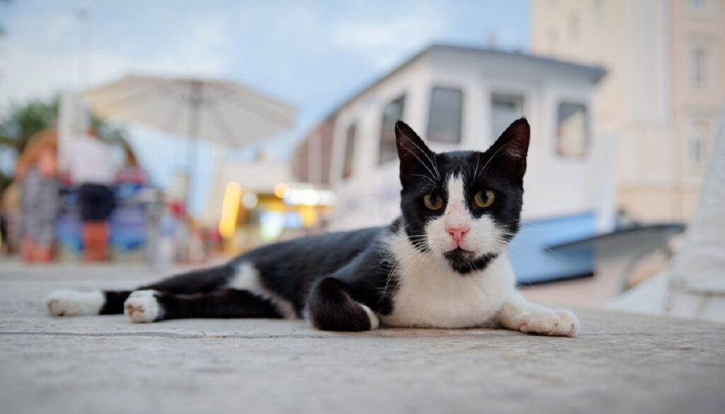 gatto relax strada