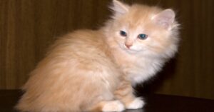 Bowie, il gattino recentemente adottato si gode la sua nuova vita (VIDEO)