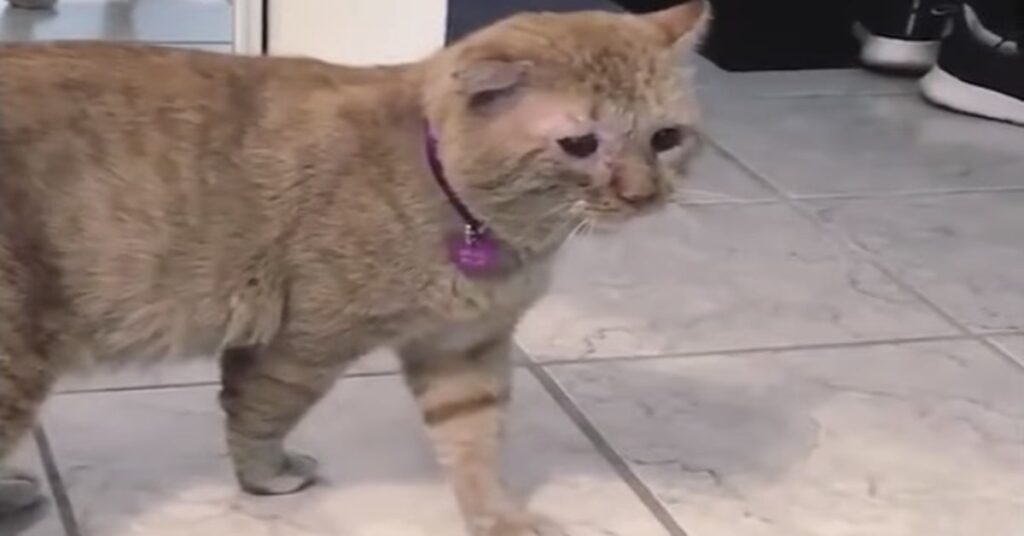 gatto rosso con collare viola