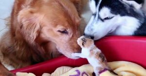 I gattini appena nati hanno dei babysitter davvero speciali: un Husky e due Golden Retriever (VIDEO)