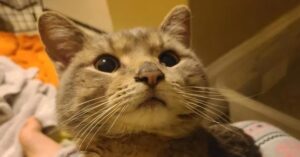 Chuck, il gattino soriano che ha scelto la sua padrona (VIDEO)