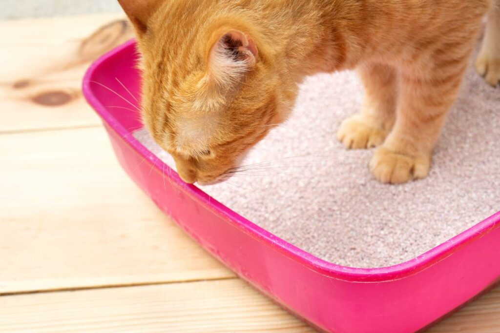 gatto rosso in lettiera rosa