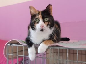 Roty, una gatta in cerca di casa: solo per veri cat lovers