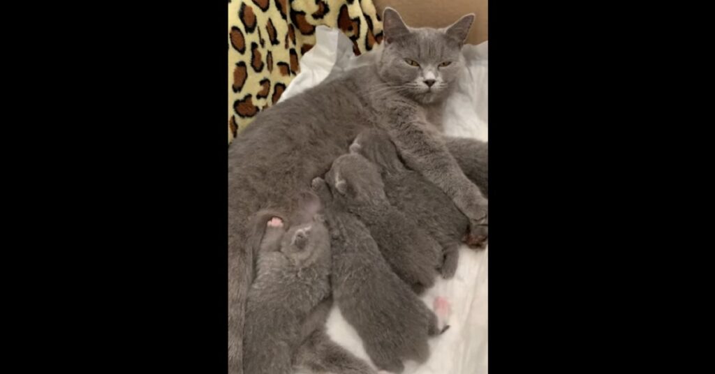 Gattina British shorthair e i suoi dolcissimi cuccioli 