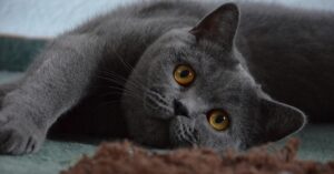 La gattina British shorthair e i suoi dolcissimi cuccioli (VIDEO)