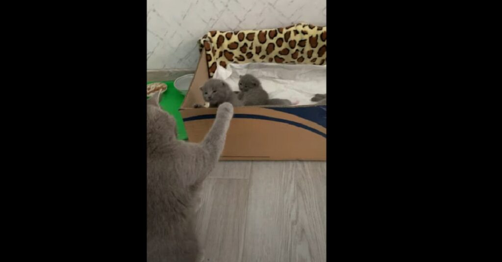 gattina British shorthair gioca con i suoi cuccioli