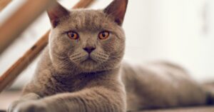 La gattina British shorthair gioca con i suoi cuccioli (VIDEO)