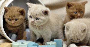 I gattini British Shorthair giocano su un ponte di legno (VIDEO)