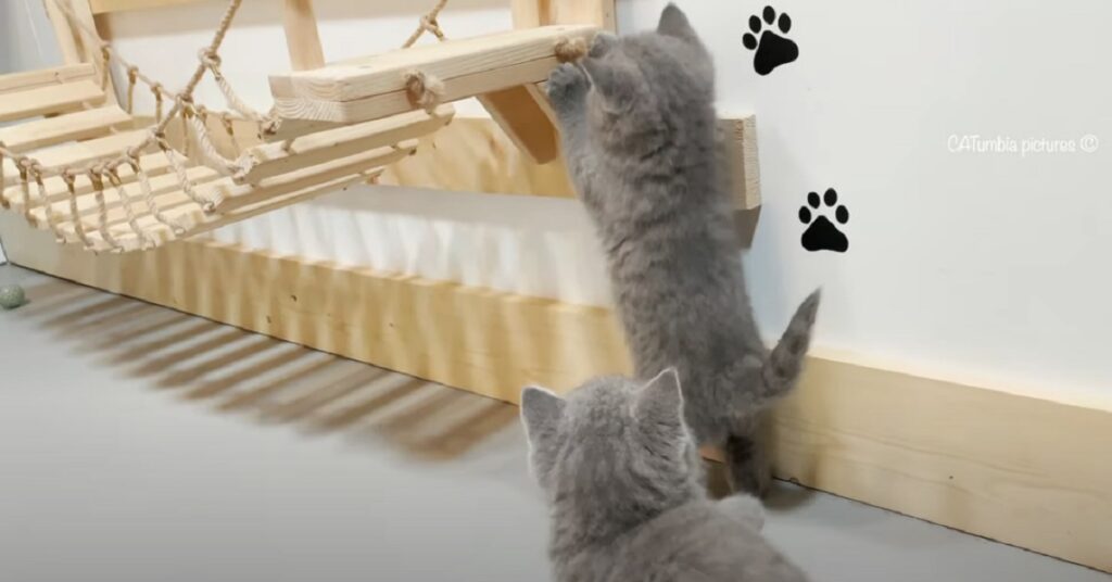 Gattini British Shorthair giocano su un ponte di legno