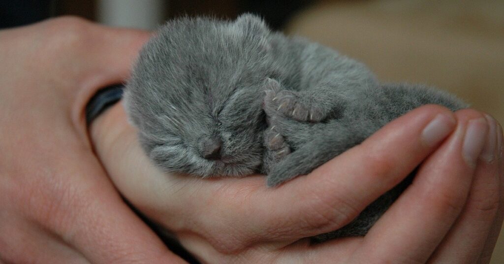 Gattini British Shorthair giocano su un ponte di legno