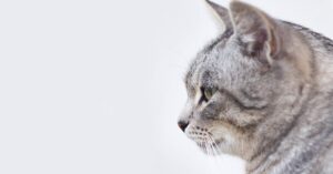 Il gattino Scottish Fold sogna di diventare un calciatore (VIDEO)