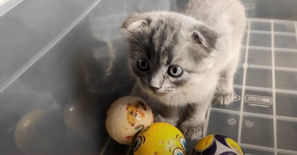 Gattino Scottish Fold sogna di diventare un calciatore