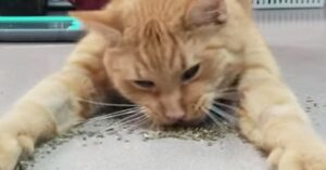 Gouda, il gattino donatore di sangue che adora l’erba gatta (VIDEO)