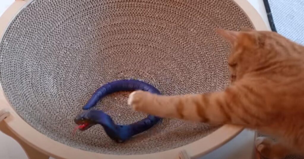 Gatto che gioca con un serpente finto