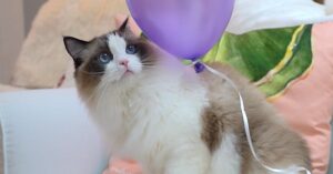 I gattini Ragdoll vedono per la prima volta dei palloncini e si trasformano nei felini più felici del mondo
