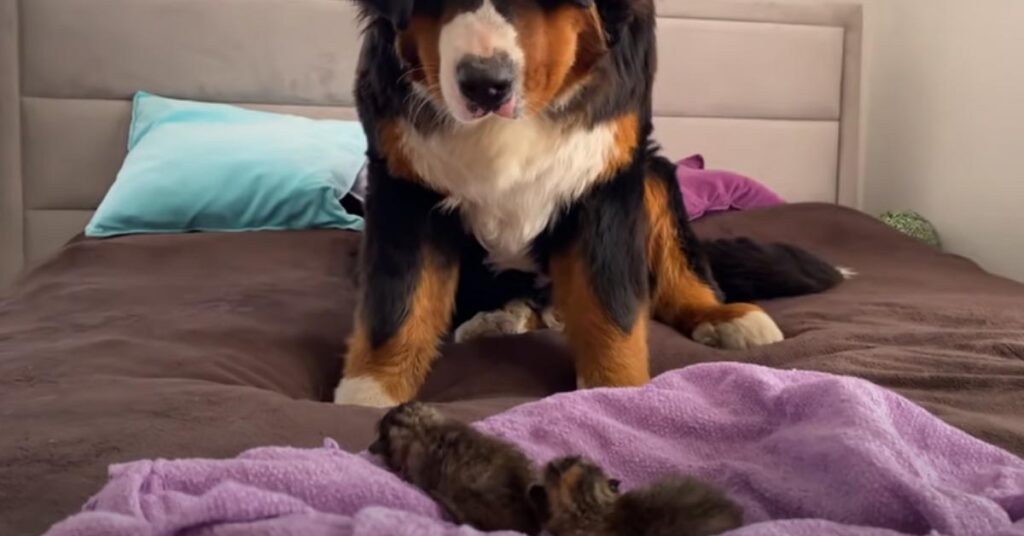 Gattini appena nati con un Bovaro del Bernese