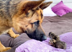 I gattini appena nati incontrano per la prima volta il “re” della casa, un enorme Pastore Tedesco (video)