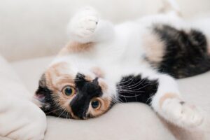 I gattini restano soli in casa per la prima volta dopo un anno e il loro comportamento conquista il web (video)