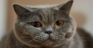 Il gattino British Shorthair Bukeka adora farsi massaggiare con l’aspirapolvere (VIDEO)