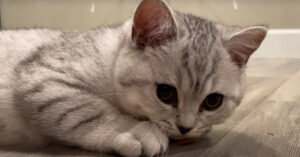Il gattino British Shorthair vede per la prima volta il suo riflesso allo specchio