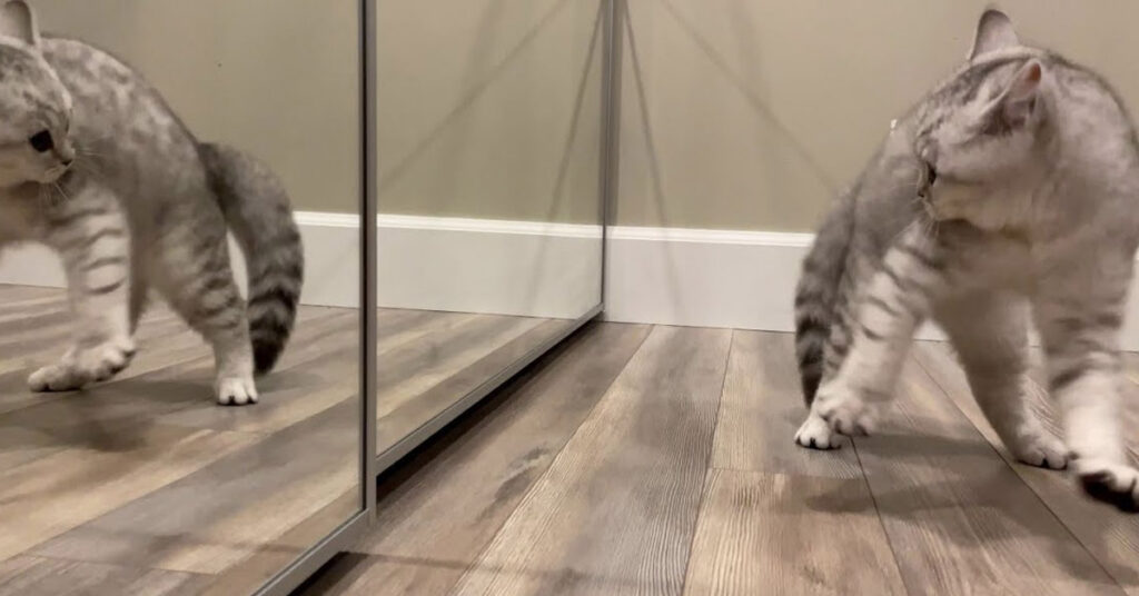 Gatto allo specchio