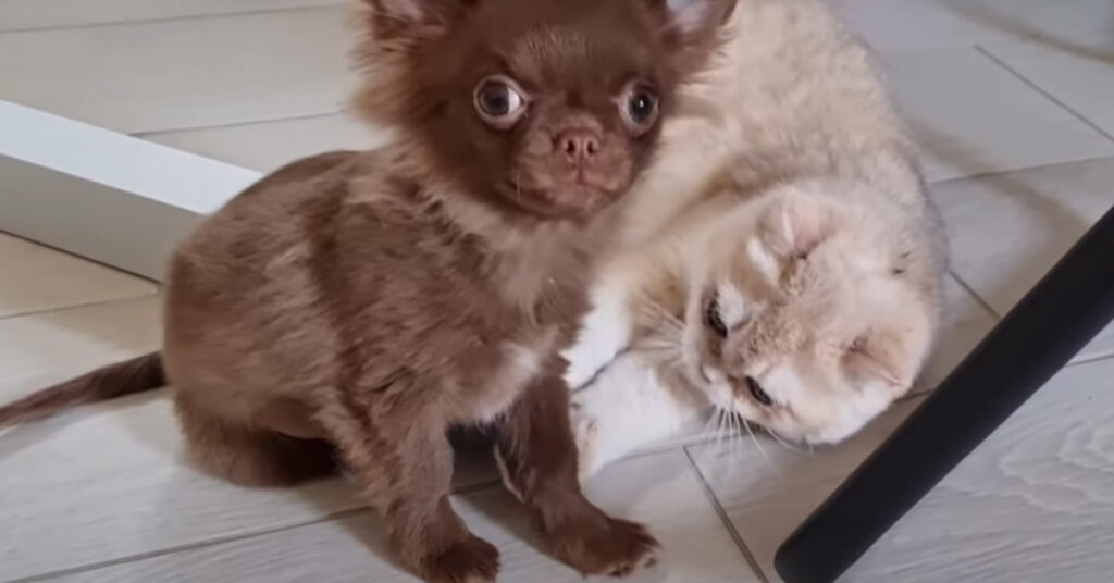 Gattino gioca con Chihuahua