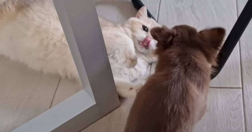 Gattino gioca con Chihuahua