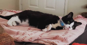 Il gattino Keebo è riuscito a sopravvivere contro ogni aspettativa e oggi è finalmente felice (video)