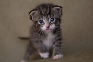 Il gattino appena salvato gioca per la prima volta con una casa delle bambole (video)