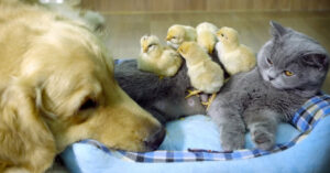 Il gattino e il Golden Retriever si trasformano nei genitori perfetti di alcuni pulcini (video)