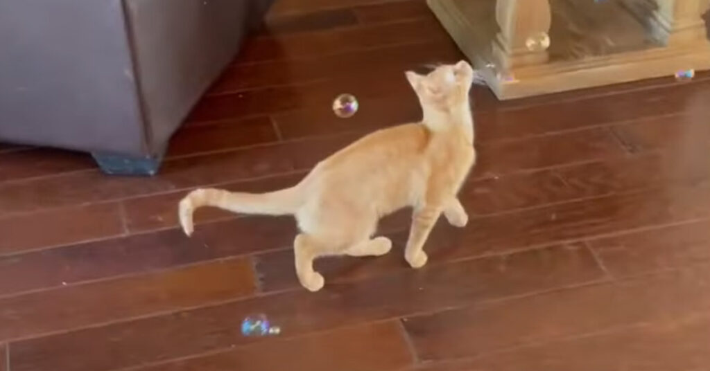 Gatto che gioca con le bolle di sapone