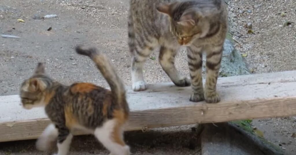 Gatto con un cucciolo