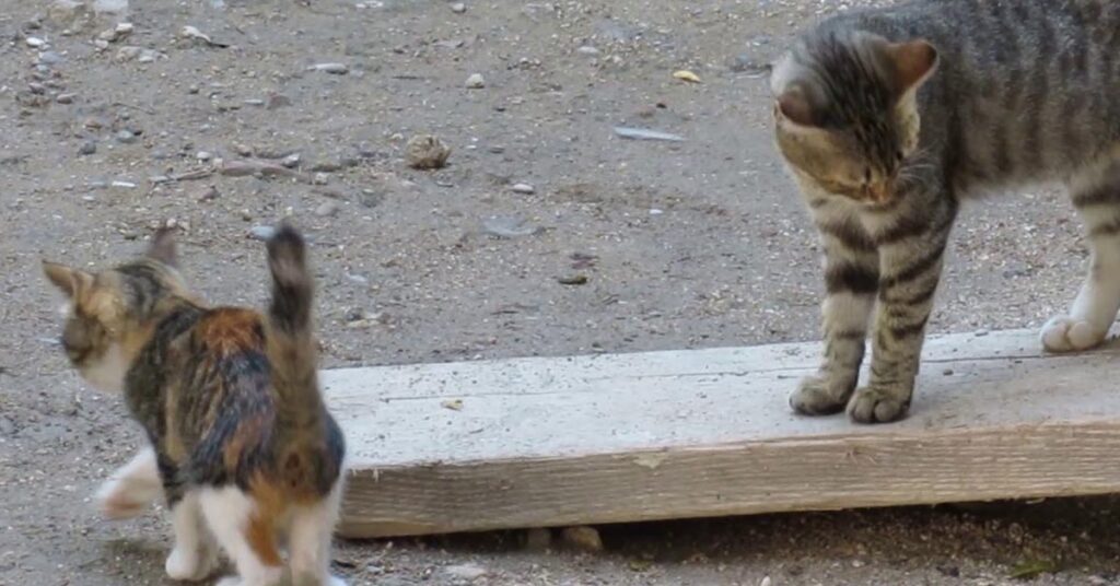 Mamma gatto con il cucciolo