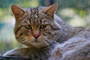 Il gattino scopre che la sua padrona deve andare via qualche giorno e ha una reazione molto tenera (video)