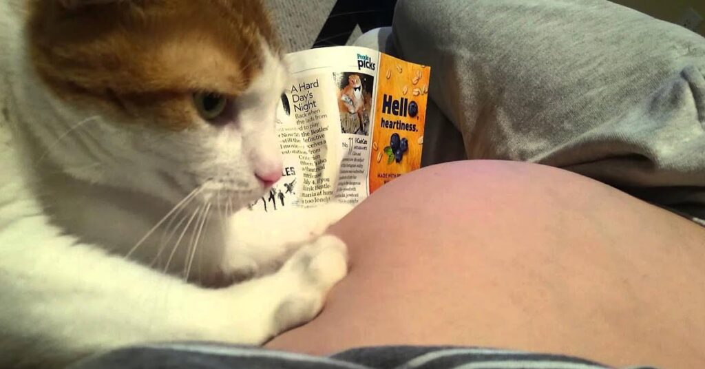 Gatto con la proprietaria incinta