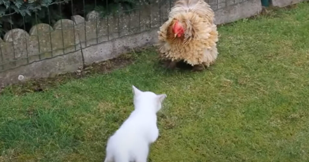 Gattino contro gallo
